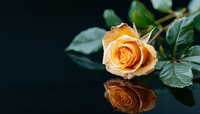 Single peach-colored rose with water drops reflected on dark glossy surface. Green leaves and dramatic lighting create romantic mood. Perfect for greeting cards.