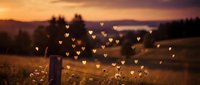 Romantic sunset landscape with glowing heart-shaped bokeh lights creating magical atmosphere over rolling hills and silhouetted trees for wedding designs.