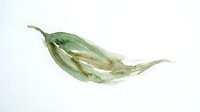 Watercolor okra pod isolated on white background, suitable for culinary design, recipe illustrations, and vegetable-themed projects.