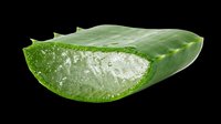 Fresh sliced aloe vera leaf with gel and water drops, isolated on transparent background. Ready for stickers, t-shirt design, print on demand, and sublimation projects.