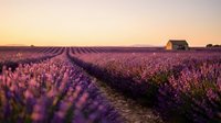 Endless rows of blooming lavender fields stretch toward distant mountains at golden hour with rustic stone cottage creating peaceful rural landscape scene.