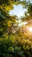 Sunlit garden canopy with lush green foliage and golden hour lighting filtering through layered tree branches and leaves overhead.