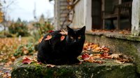 Black cat sitting on mossy stone with autumn leaves scattered around outdoor setting near building.