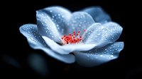 Delicate white flower with red stamens covered in morning dew drops against dark background. Macro photography captures ethereal mood and natural water droplets.