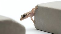 Small spotted gecko climbing on white stone surface against clean background for reptile and pet care concepts.