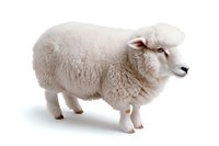 White fluffy sheep with thick wool coat standing in profile view on isolated background, ready for design projects and commercial use.