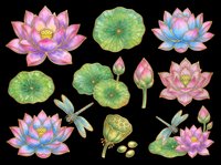 Colorful lotus flowers, lily pads, dragonflies, and seed pods clipart set, isolated on transparent background, ready for stickers, t-shirt design, and print on demand.