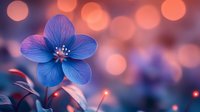Vibrant blue hepatica flower with delicate petals against dreamy bokeh background in pink and orange tones, creating magical spring atmosphere.