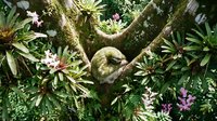 Adorable sloth resting peacefully in tropical rainforest canopy surrounded by vibrant bromeliads and lush green foliage creating serene wildlife habitat scene.