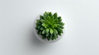 Green succulent plant in small white round pot on light background, isolated for home decor and interior design projects.