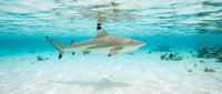 Blacktip reef shark swimming over sandy bottom in crystal clear tropical waters with coral formations and small fish in background.