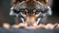 Close-up portrait of gray wolf with piercing amber eyes and detailed fur texture. Intense wildlife photography showcasing predator's focused gaze and natural beauty.