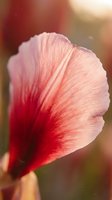 Delicate pink flower petal with deep red veining and gradient coloring, backlit by warm sunlight creating translucent effect. Suitable for botanical, nature, and floral design projects.