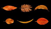 Six dried autumn leaves in warm orange and brown tones, isolated on transparent background. Ready for fall clipart, t-shirt design, stickers, sublimation, and print on demand.