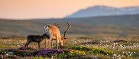 Reindeer grazing on colorful tundra flowers during golden hour sunset with mountain backdrop. Arctic wildlife in natural habitat for nature photography.