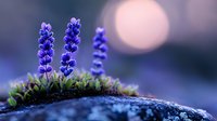 Purple lupine flowers blooming on rocky ground with soft bokeh background, suitable for nature and botanical design projects.