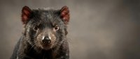 Tasmanian devil portrait with intense yellow eyes and dark fur against blurred background, showcasing Australian marsupial wildlife in natural habitat setting.