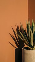 Modern succulent plant in concrete pot against warm orange wall creating dramatic shadows for contemporary interior design and home decor concepts.