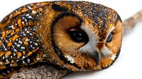 Burrowing owl with spotted plumage and large forward-facing eyes, isolated on white background, suitable for wildlife education, nature design projects, and ornithology materials.