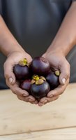 Male hands holding fresh mangosteen fruits with dark purple skin and yellow crowns on wooden surface, showcasing organic produce for culinary and agricultural use.