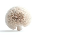 White coral mushroom growing on isolated background, macro photography with soft shadows and minimalist composition showing delicate organic texture and form.