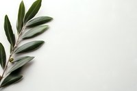 Fresh olive branch with green leaves against white background, minimalist botanical composition with copy space for text or design elements.