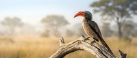 Red-billed hornbill perched on weathered tree branch in African savanna landscape with acacia trees and golden grassland during warm sunset light.