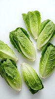 Fresh romaine lettuce hearts arranged on white background, crisp green leaves with white ribs, healthy organic salad ingredient for cooking and nutrition.