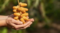Farmer holding fresh golden turmeric root cluster in palm against blurred green garden background, agricultural harvest and organic spice production.
