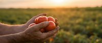 Farmer hands holding fresh ripe tomatoes at sunset in agricultural field. Organic farming harvest concept for healthy food marketing and agriculture industry.