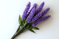 Purple lavender flowers with green leaves isolated on white background, elegant floral arrangement suitable for botanical designs and natural decor elements.