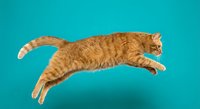 Orange tabby cat jumping through air against turquoise background showing dynamic motion and athletic grace in studio photography.