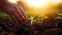 Hand planting small green seedling in fertile soil during golden sunset light, representing growth, new beginnings, and environmental care in agriculture and gardening.