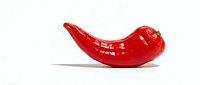 Red chili pepper isolated on white background, fresh produce for cooking, culinary ingredient for spicy food recipes and kitchen design projects.