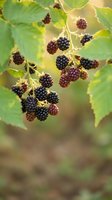 Wild blackberries ripening on a thorny bush, with ripe and unripe drupes among green leaves in soft natural sunlight.