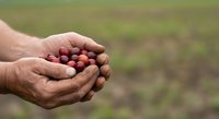 Farmer hands holding fresh red tomatoes over blurred agricultural field background, harvest season produce for farming and gardening concepts.