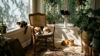 Cozy sunlit room with cats relaxing on wicker chair and floor among lush houseplants creating peaceful domestic atmosphere for home decor content.