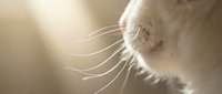 Close-up of a cat's face in profile showing detailed whiskers and soft fur, backlit with warm golden light for pet and animal photography.