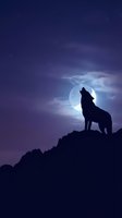 Wolf howling at full moon on rocky cliff against starry night sky with purple and blue gradient colors creating mystical wilderness atmosphere.