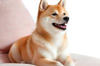 Happy Shiba Inu dog with red-orange fur lying on light pink background, showing characteristic fox-like features and friendly expression. Purebred canine portrait.