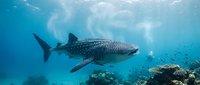Majestic whale shark swimming gracefully through crystal clear tropical waters above vibrant coral reef with sunlight filtering from surface creating magical underwater scene.