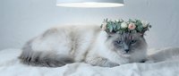 Gray and white fluffy cat wearing floral crown lying on white bedding, studio portrait for pet, animal, and lifestyle design projects.