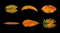Autumn leaf collection featuring six isolated dried leaves in golden yellow and burnt orange tones on transparent background. Ready for clipart, t-shirt design, stickers, sublimation and print-on-demand projects.