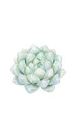 Watercolor succulent plant with pale green and white layered petals isolated on transparent background, ready for design projects.