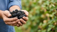 Farmer holding fresh blackberries in cupped hands during harvest season outdoors. Use for agriculture, farming, organic produce, and food industry marketing materials.