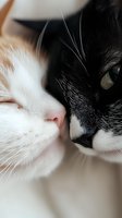 Close-up portrait of two cats touching noses - white ginger and black and white cats showing affection, friendship and bonding between pets, macro photography.