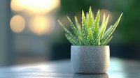 Small potted aloe vera succulent plant in gray concrete planter on table with soft bokeh background, modern minimal home decor and gardening concept.