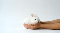 White fluffy rabbit held gently in human hands against neutral background, suitable for pet care, veterinary, animal welfare, and educational content.