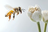 Honeybee in flight approaching white flower blossom, macro photography showing detailed insect anatomy and pollen collection process.