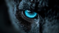 Close-up of striking blue eye with dark fur surrounding it, creating dramatic contrast and intense gaze for wildlife and nature photography projects.